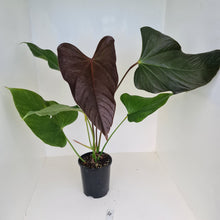Load image into Gallery viewer, #4 Huge Anthurium Bosworth Beauty