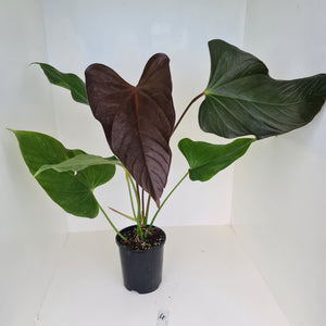 #4 Huge Anthurium Bosworth Beauty