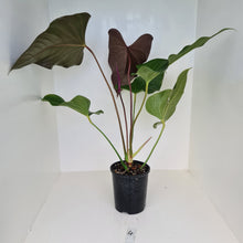 Load image into Gallery viewer, #4 Huge Anthurium Bosworth Beauty