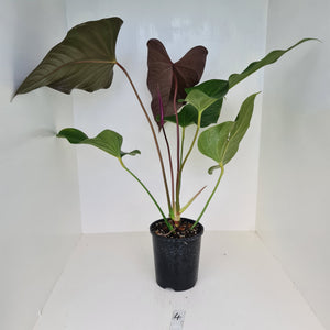 #4 Huge Anthurium Bosworth Beauty