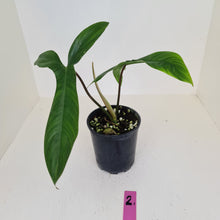 Load image into Gallery viewer, #2 Philodendron 69686 - &#39;Big Ears&#39;