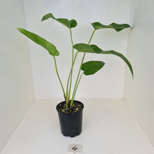 Load image into Gallery viewer, #4 Anthurium &#39;Trencher&#39; -  (Birds Nest Anthurium x Watermaliense)