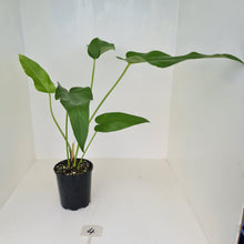 Load image into Gallery viewer, #4 Anthurium &#39;Trencher&#39; -  (Birds Nest Anthurium x Watermaliense)