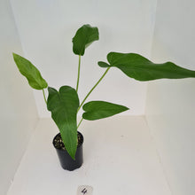 Load image into Gallery viewer, #4 Anthurium &#39;Trencher&#39; -  (Birds Nest Anthurium x Watermaliense)
