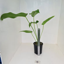 Load image into Gallery viewer, #4 Anthurium &#39;Trencher&#39; -  (Birds Nest Anthurium x Watermaliense)
