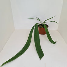 Load image into Gallery viewer, Anthurium Vittarifolium - 2 heads