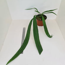 Load image into Gallery viewer, Anthurium Vittarifolium - 2 heads
