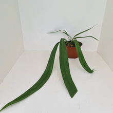 Load image into Gallery viewer, Anthurium Vittarifolium - 2 heads
