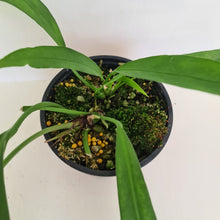 Load image into Gallery viewer, Anthurium Vittarifolium - 2 heads