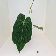 Load image into Gallery viewer, Large Anthurium Papillilaminum hybrid - Flowering maturity