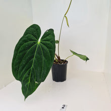 Load image into Gallery viewer, Large Anthurium Papillilaminum hybrid - Flowering maturity