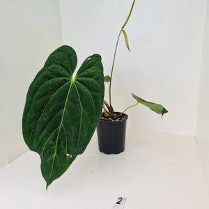 Large Anthurium Papillilaminum hybrid - Flowering maturity