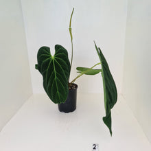 Load image into Gallery viewer, Large Anthurium Papillilaminum hybrid - Flowering maturity