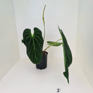 Large Anthurium Papillilaminum hybrid - Flowering maturity