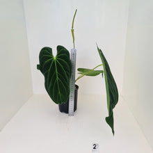 Load image into Gallery viewer, Large Anthurium Papillilaminum hybrid - Flowering maturity