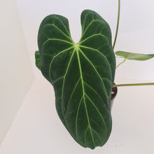 Load image into Gallery viewer, Large Anthurium Papillilaminum hybrid - Flowering maturity