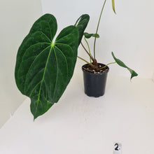 Load image into Gallery viewer, Large Anthurium Papillilaminum hybrid - Flowering maturity