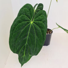 Load image into Gallery viewer, Large Anthurium Papillilaminum hybrid - Flowering maturity