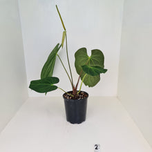 Load image into Gallery viewer, Large Anthurium Papillilaminum hybrid - Flowering maturity