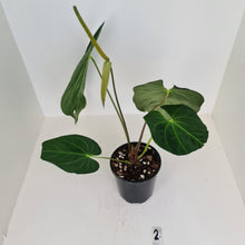 Load image into Gallery viewer, Large Anthurium Papillilaminum hybrid - Flowering maturity