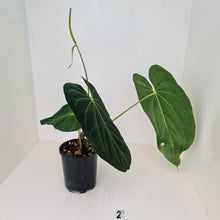Load image into Gallery viewer, Large Anthurium Papillilaminum hybrid - Flowering maturity