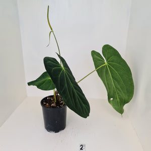 Large Anthurium Papillilaminum hybrid - Flowering maturity