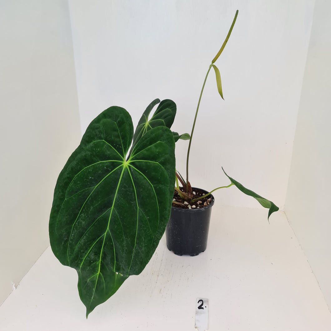 Large Anthurium Papillilaminum hybrid - Flowering maturity