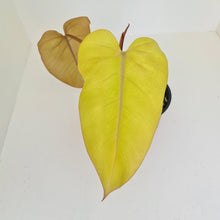 Load image into Gallery viewer, Philodendron Golden Erubescens