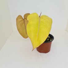 Load image into Gallery viewer, Philodendron Golden Erubescens