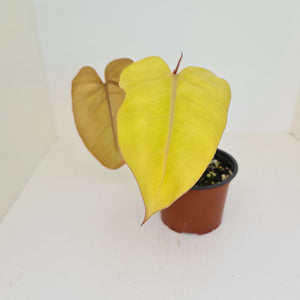 Philodendron Golden Erubescens