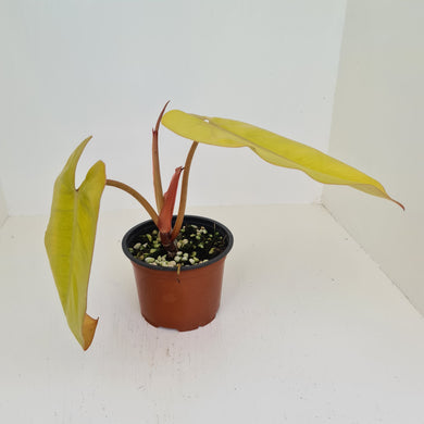 Philodendron Golden Erubescens