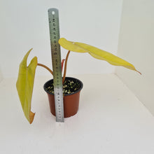 Load image into Gallery viewer, Philodendron Golden Erubescens