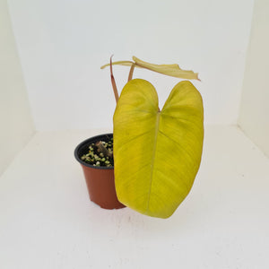 Philodendron Golden Erubescens