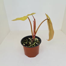 Load image into Gallery viewer, Philodendron Golden Erubescens