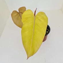 Load image into Gallery viewer, Philodendron Golden Erubescens