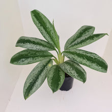 Load image into Gallery viewer, Aglaonema hybrid