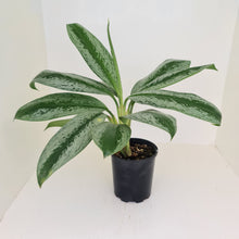Load image into Gallery viewer, Aglaonema hybrid
