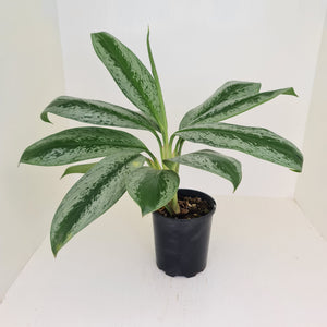 Aglaonema hybrid