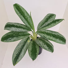 Load image into Gallery viewer, Aglaonema hybrid