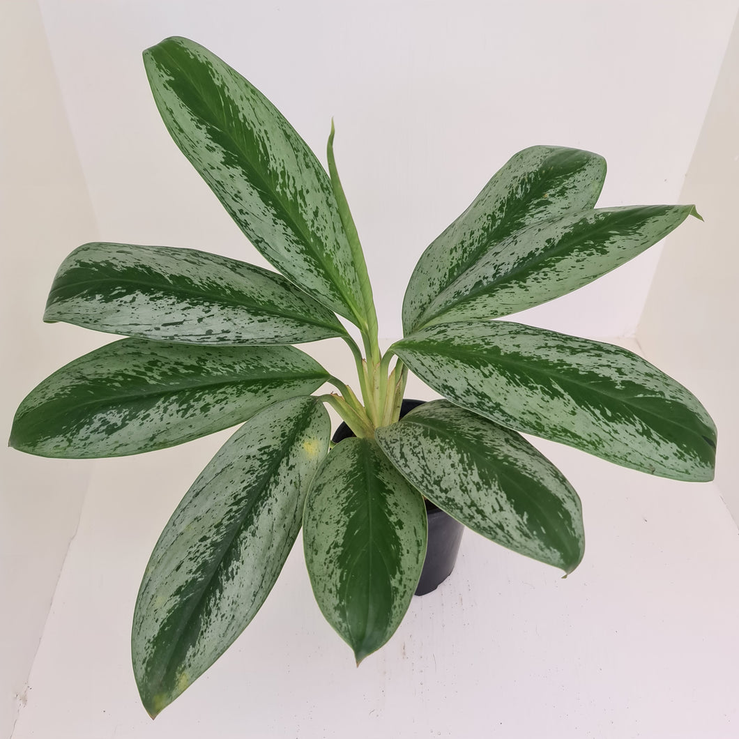 Aglaonema hybrid