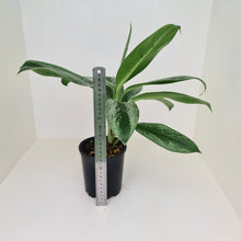 Load image into Gallery viewer, Aglaonema hybrid
