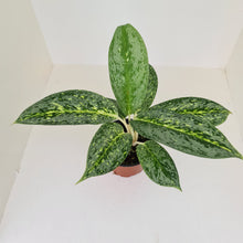 Load image into Gallery viewer, Aglaonema &#39;Milky Way&#39;