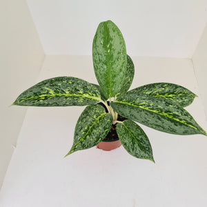 Aglaonema 'Milky Way'