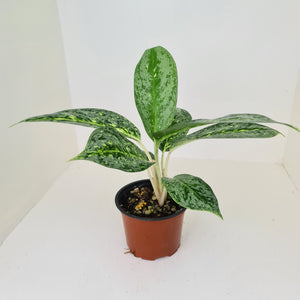 Aglaonema 'Milky Way'