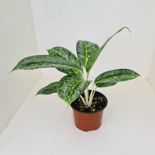 Load image into Gallery viewer, Aglaonema &#39;Milky Way&#39;