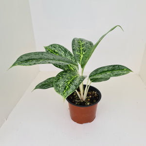 Aglaonema 'Milky Way'