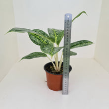 Load image into Gallery viewer, Aglaonema &#39;Milky Way&#39;