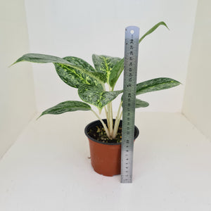 Aglaonema 'Milky Way'