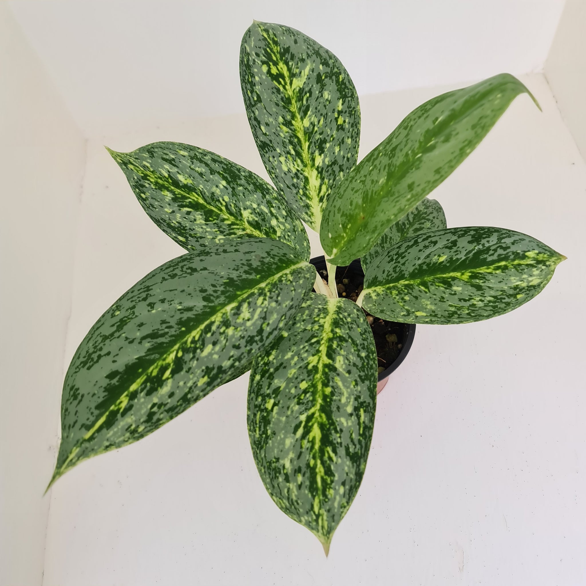 Aglaonema 'Milky Way' – J & S Plant Pickers