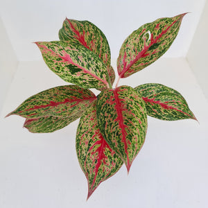 Aglaonema 'Ron's Special'